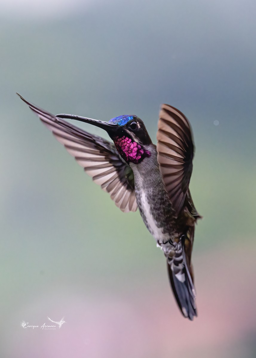 kolibřík hvězdohrdlý - ML620456993
