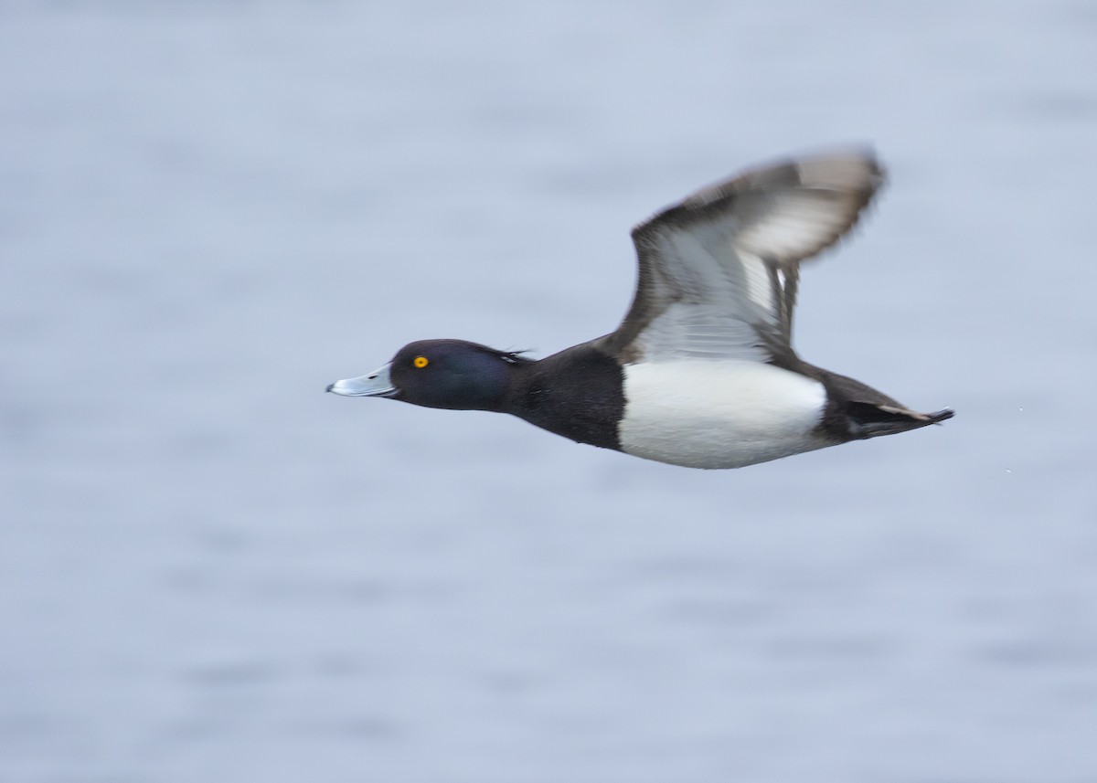 Tufted Duck - ML620456994