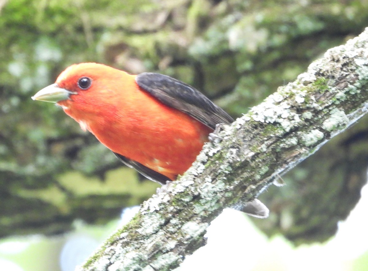 Scarlet Tanager - ML620456998