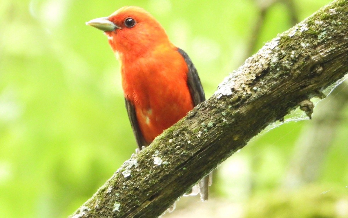 Scarlet Tanager - ML620456999