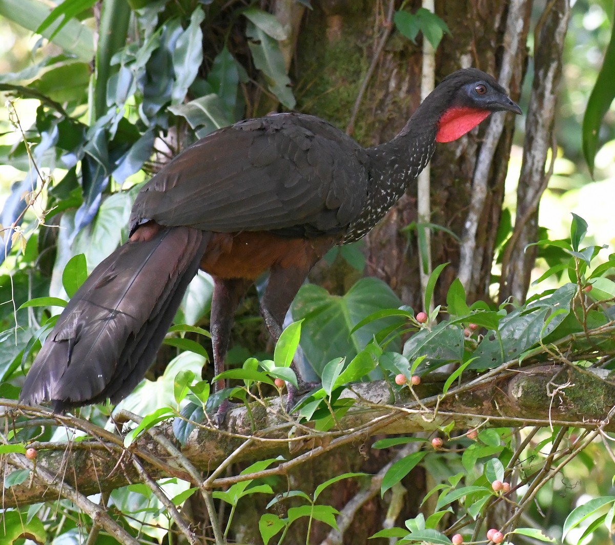 Crested Guan - ML620457004