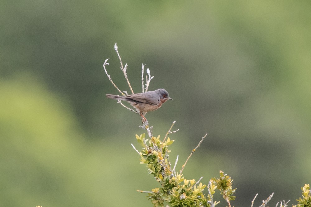 Western Subalpine Warbler - ML620457013