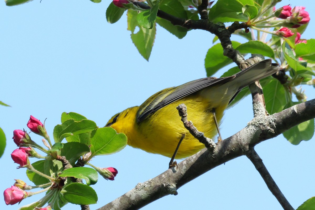 Golden-winged x Blue-winged Warbler (hybrid) - ML620457014