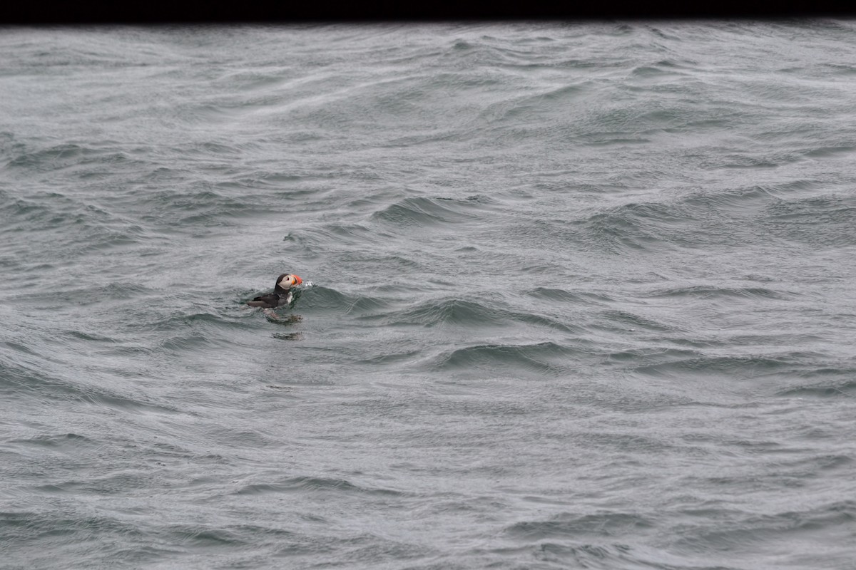 Atlantic Puffin - ML620457015