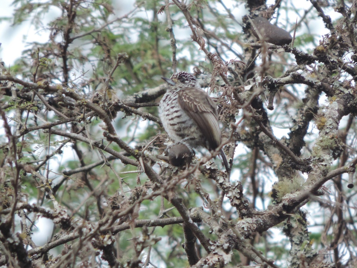 White-barred Piculet - ML620457018
