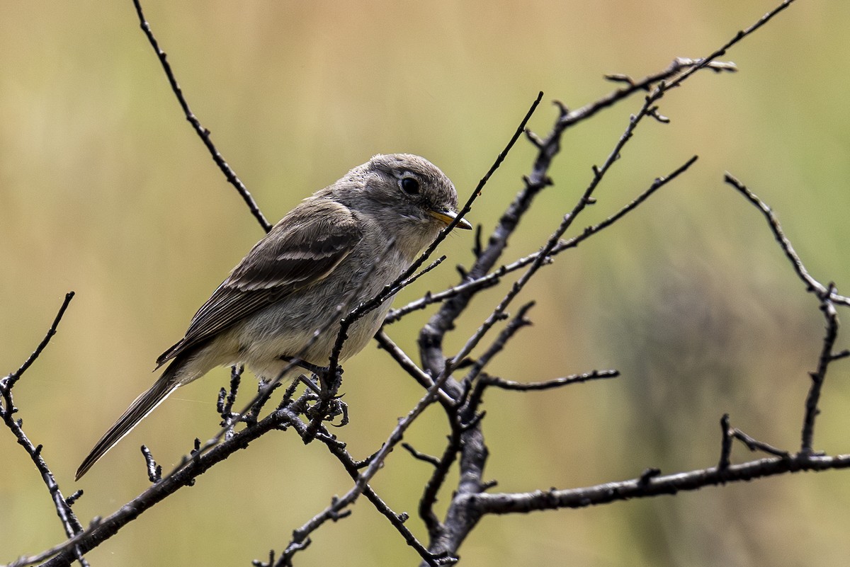 Gray Flycatcher - ML620457019