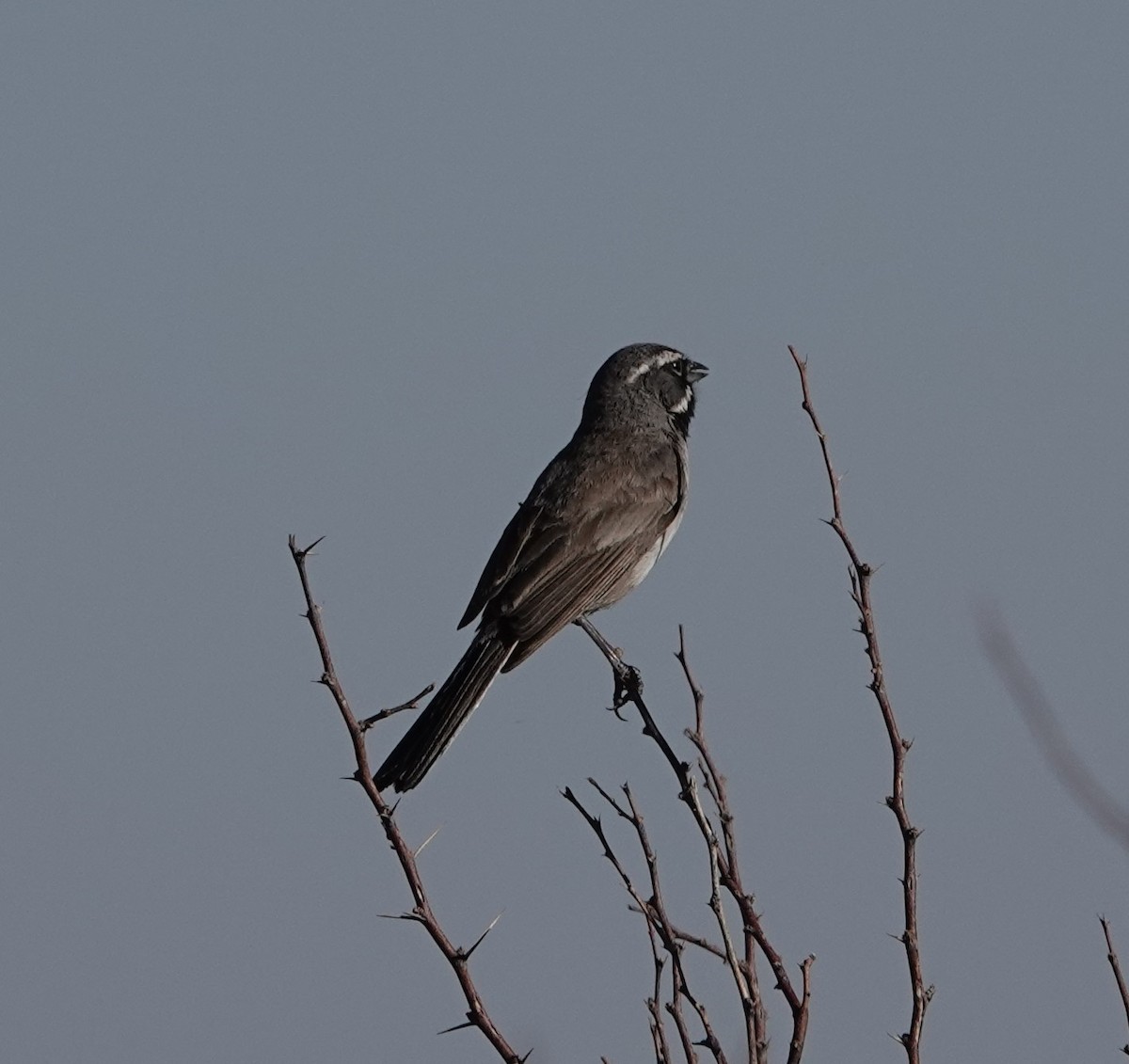 Black-throated Sparrow - ML620457022