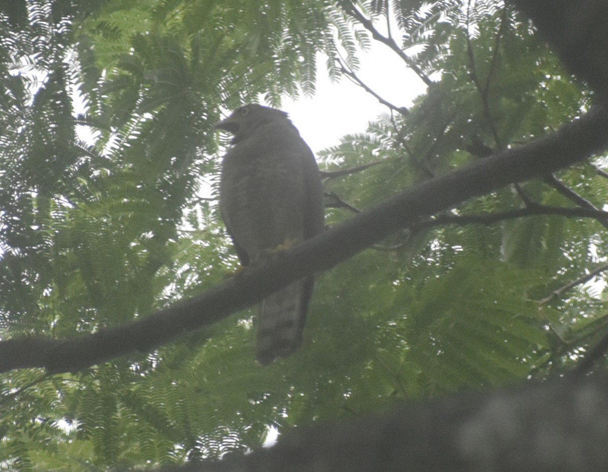 Roadside Hawk - ML620457027