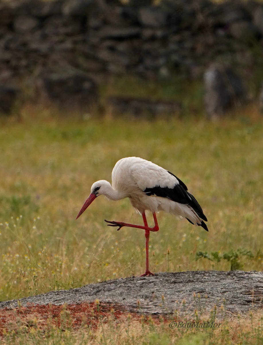 Cigüeña Blanca - ML620457030