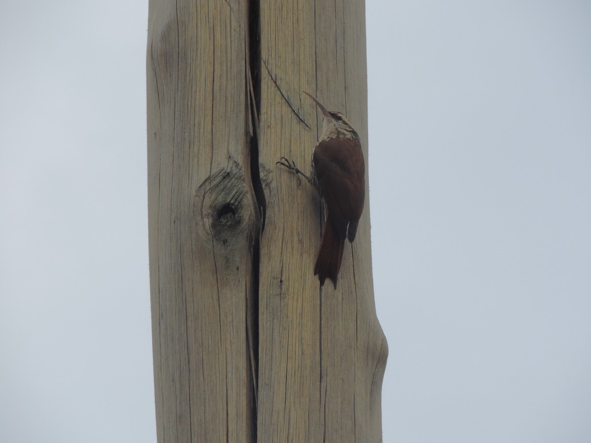 Narrow-billed Woodcreeper - ML620457031