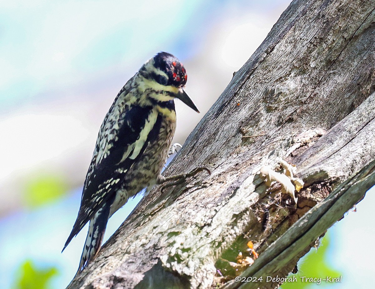 Yellow-bellied Sapsucker - ML620457033