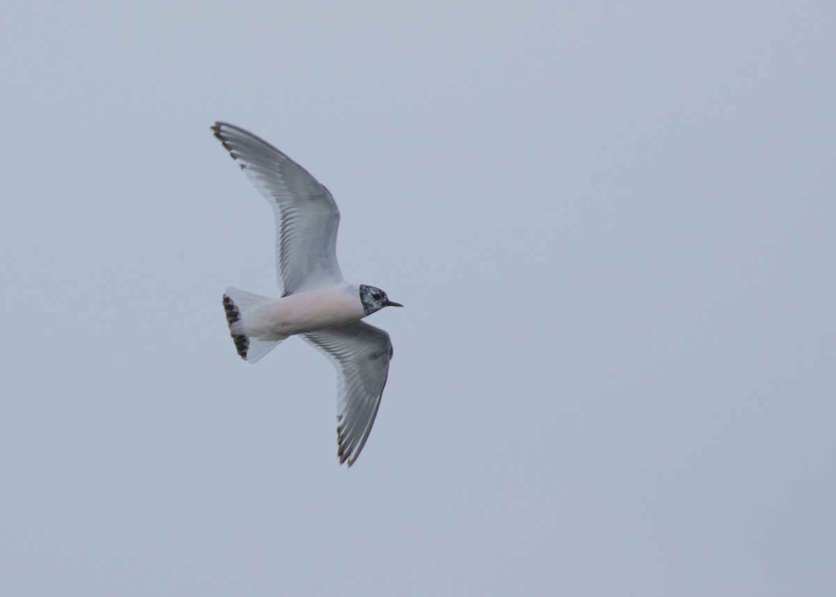 Little Gull - ML620457035