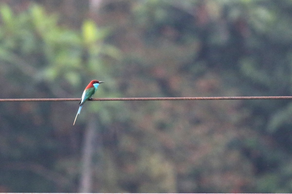 Blue-throated Bee-eater - ML620457037