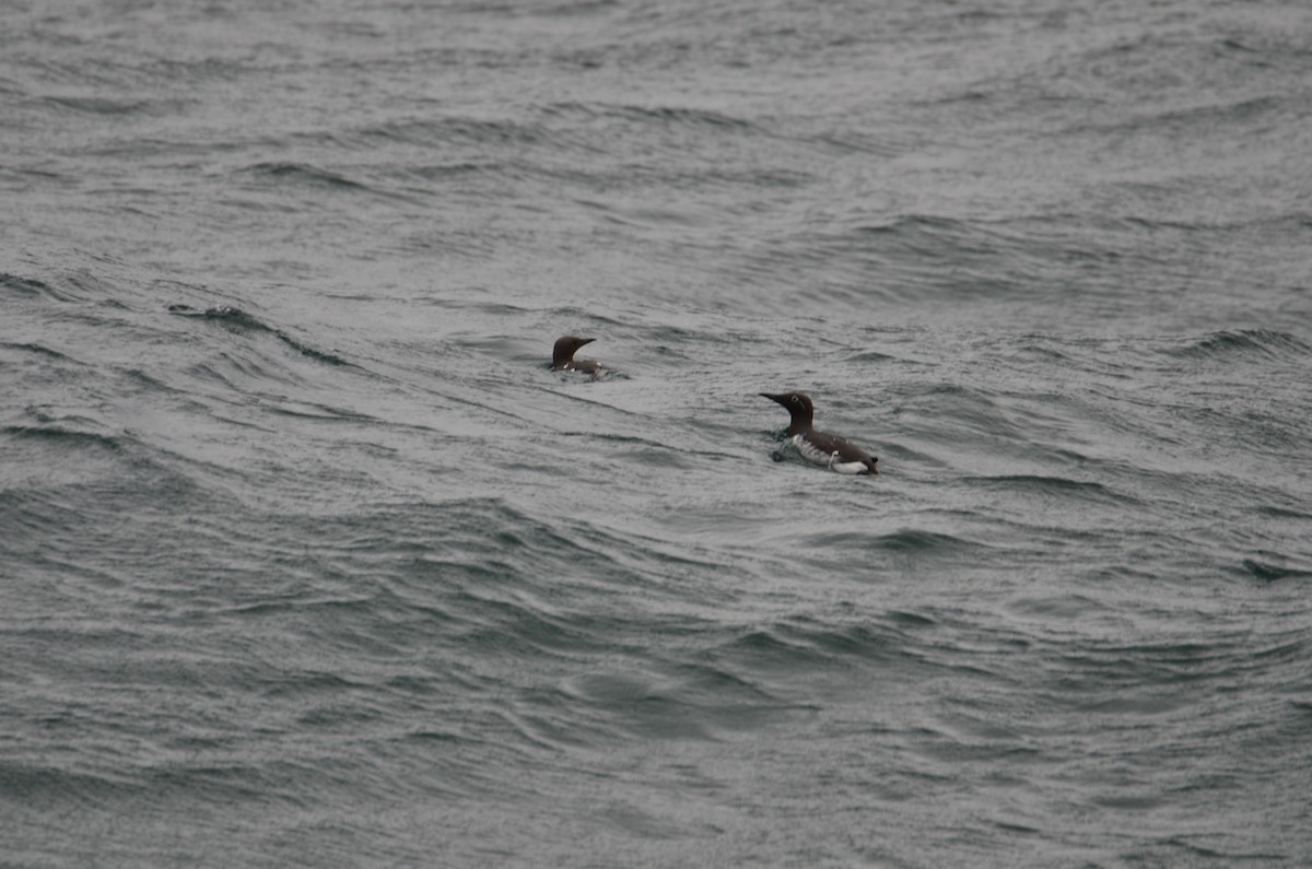 Common Murre - ML620457039