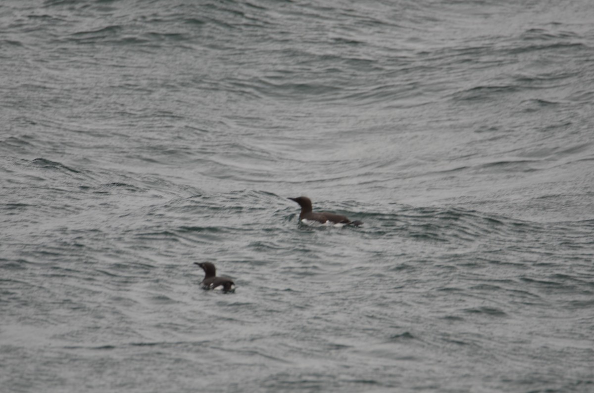 Common Murre - ML620457040