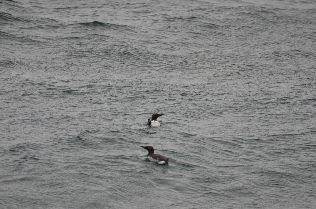 Common Murre - ML620457048