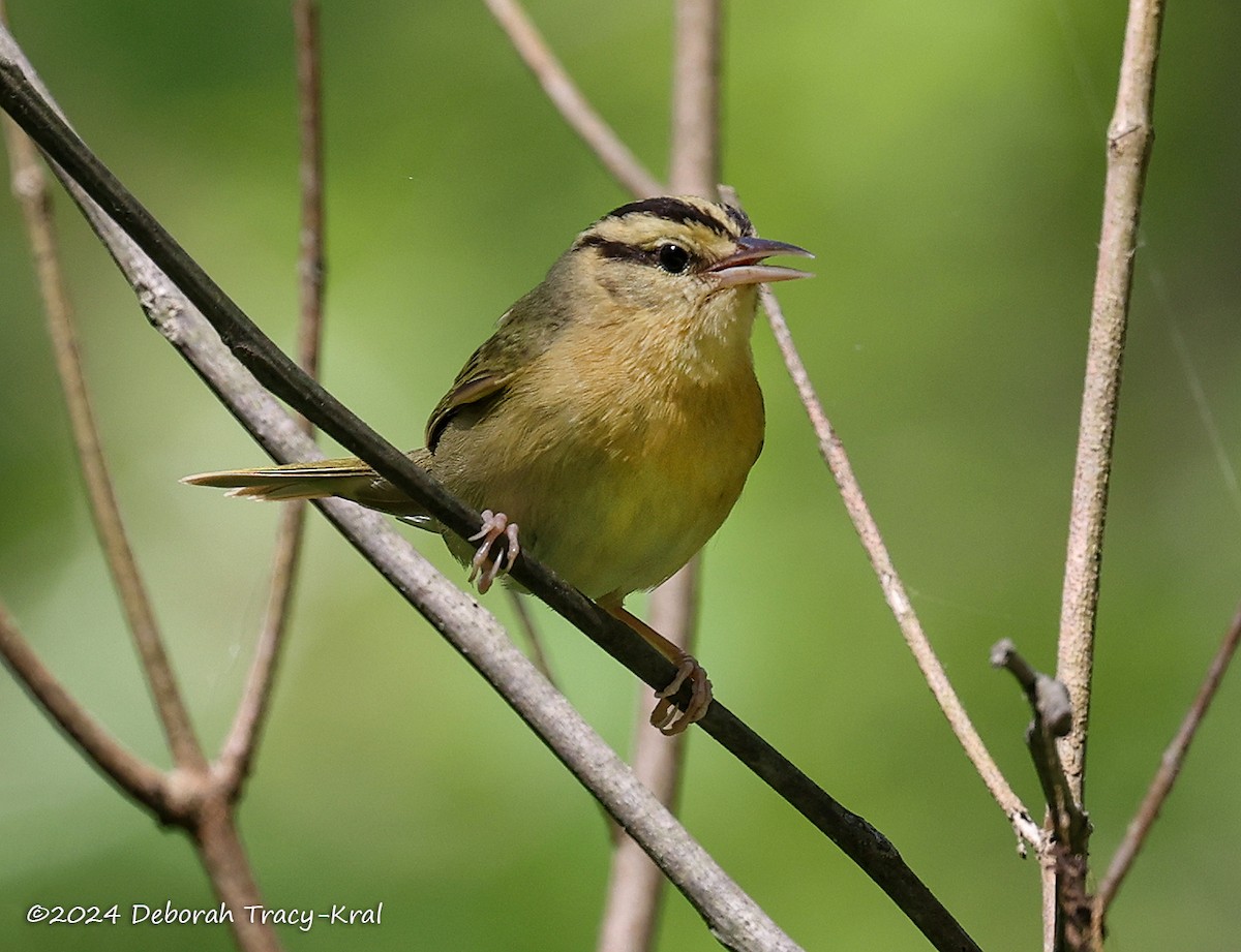 Worm-eating Warbler - ML620457056