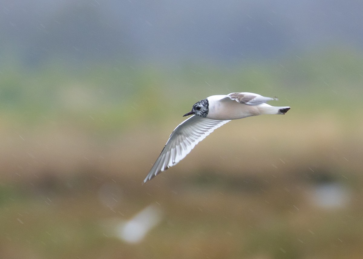 Little Gull - ML620457057