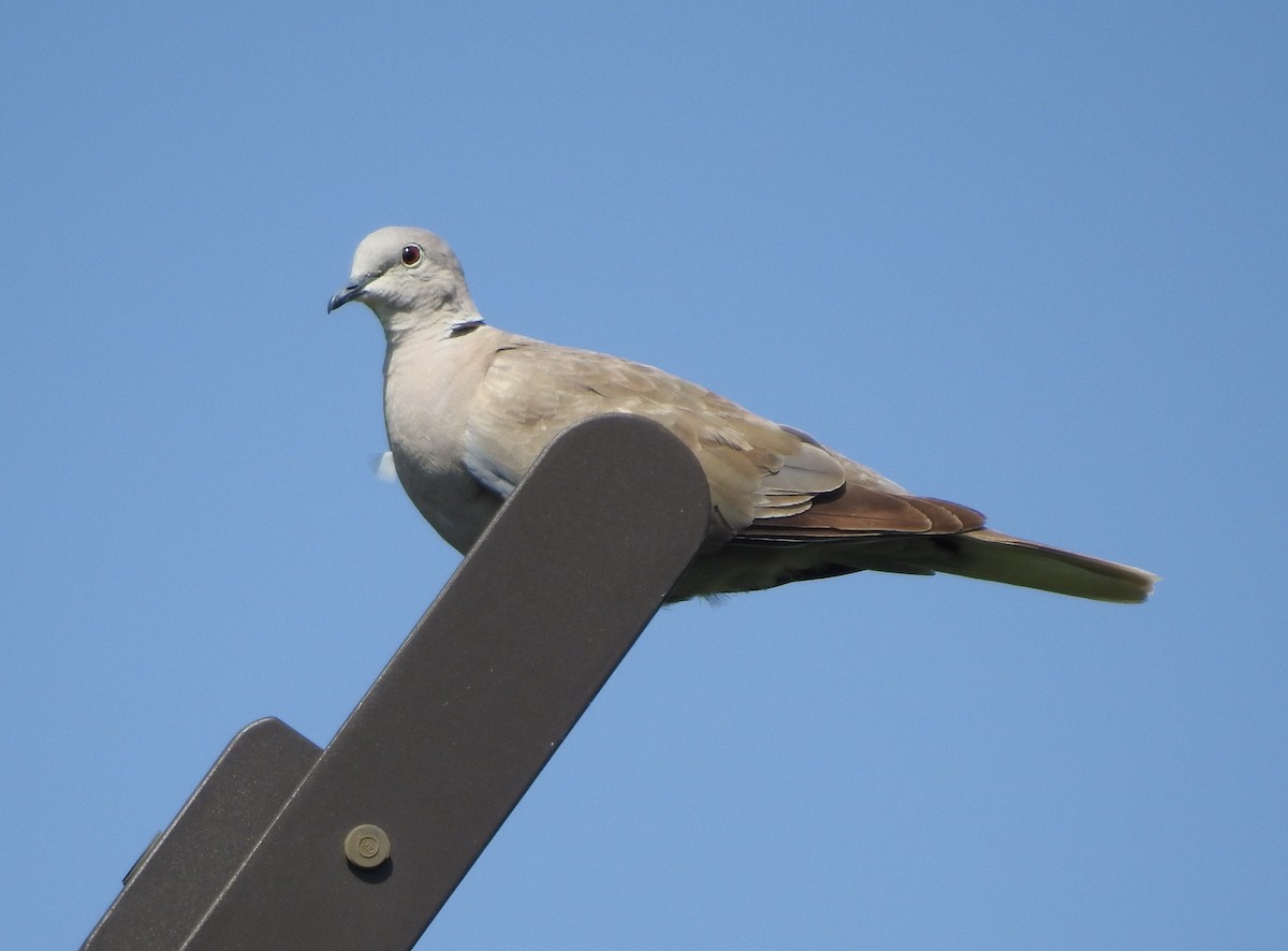 Eurasian Collared-Dove - Carolyn Hinkle