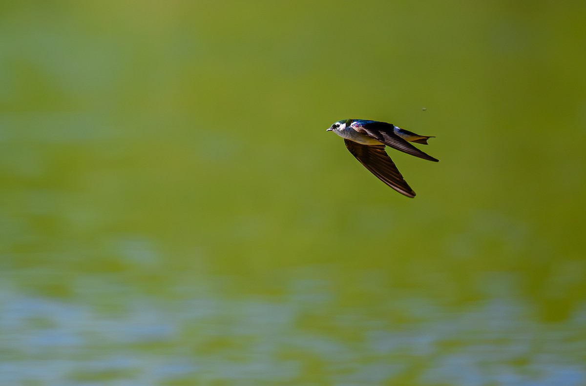 Violet-green Swallow - ML620457076