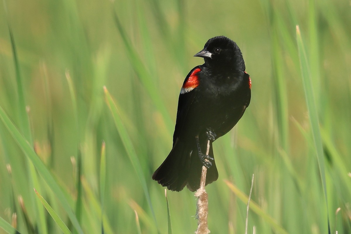 Red-winged Blackbird - ML620457087