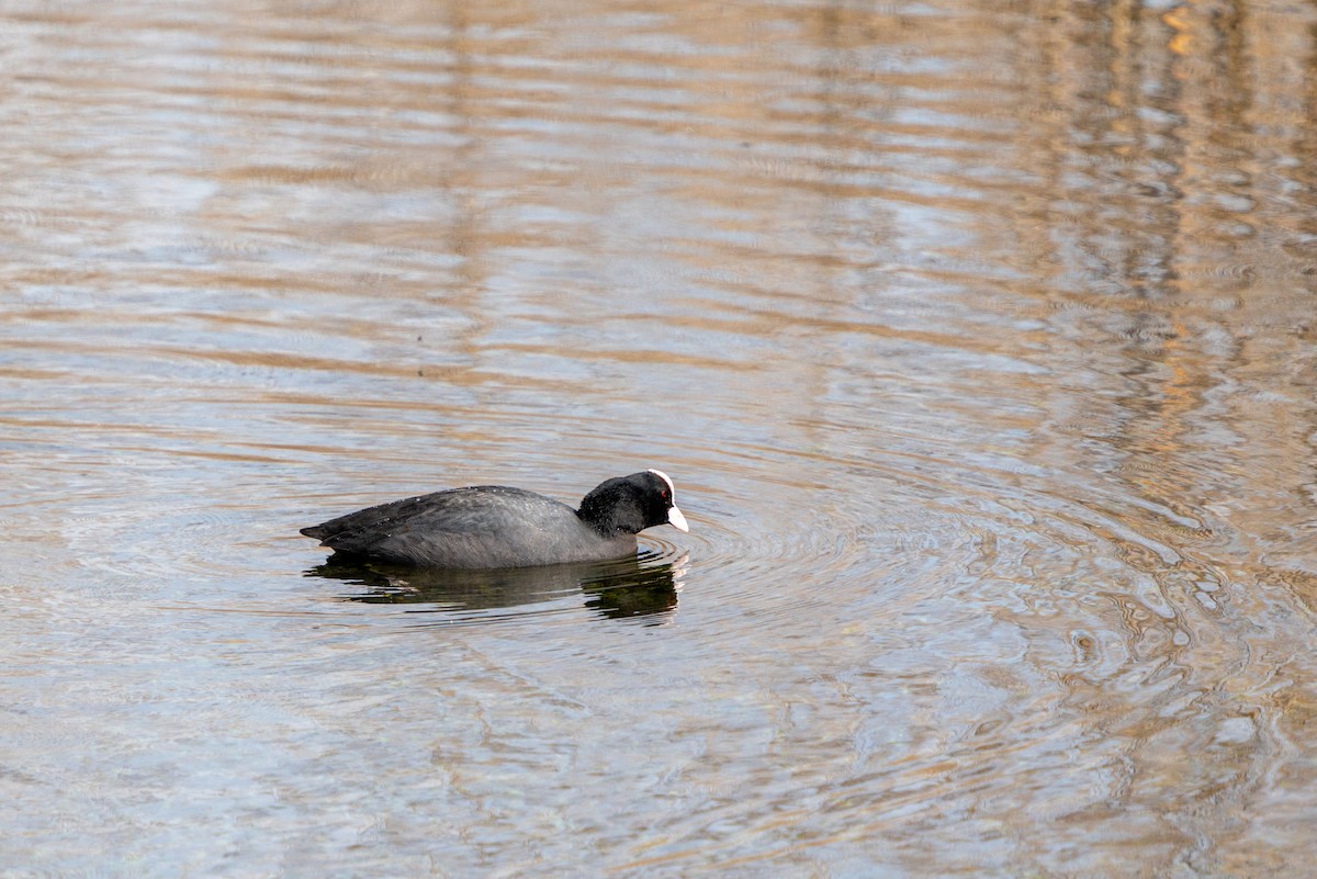 Eurasian Coot - Ali COBANOGLU