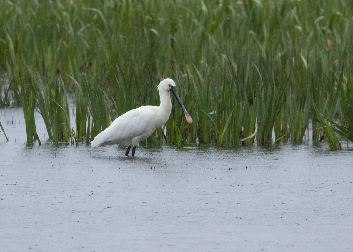 Eurasian Spoonbill - ML620457098