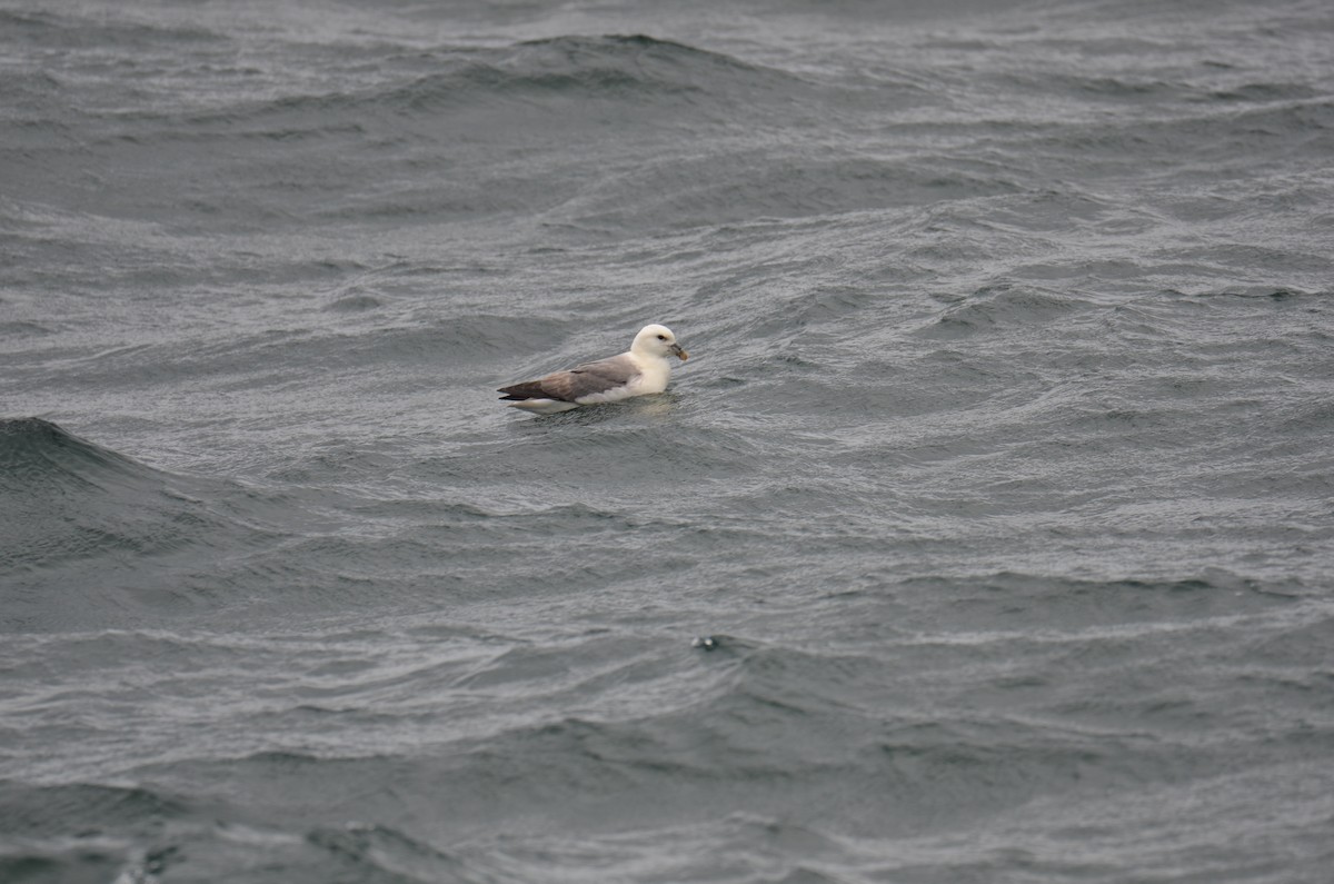 Northern Fulmar - ML620457105