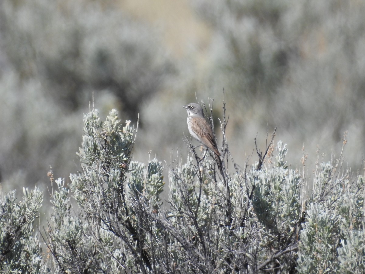 Sagebrush Sparrow - ML620457108