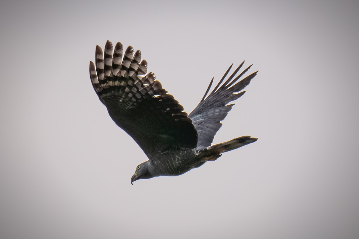 Hook-billed Kite - ML620457109