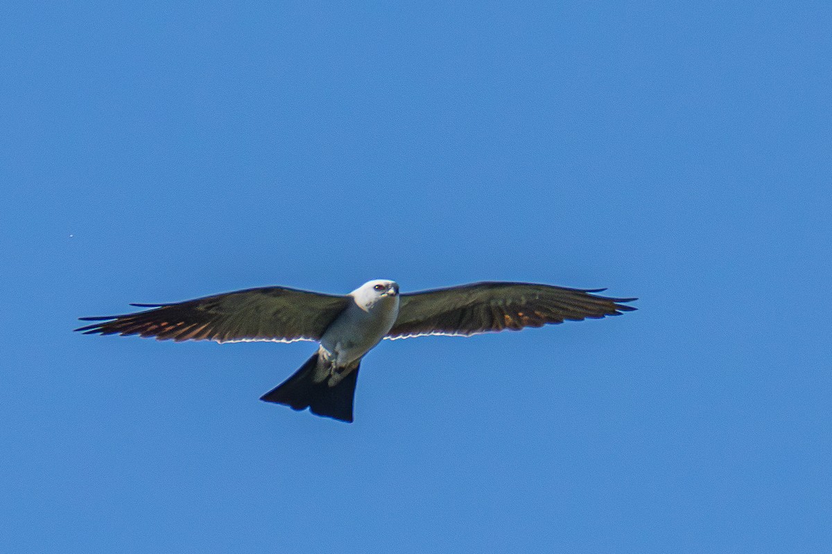 Mississippi Kite - ML620457117