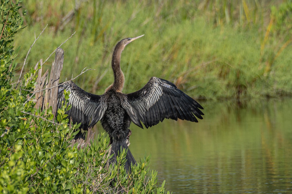 anhinga americká - ML620457128