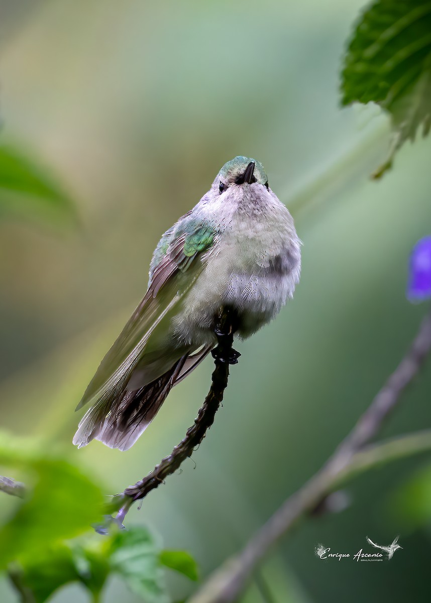 hummingbird sp. - ML620457132