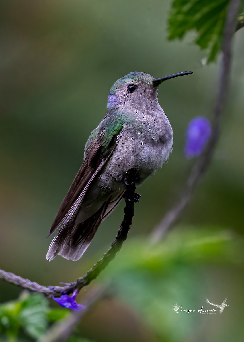 hummingbird sp. - Enrique Ascanio