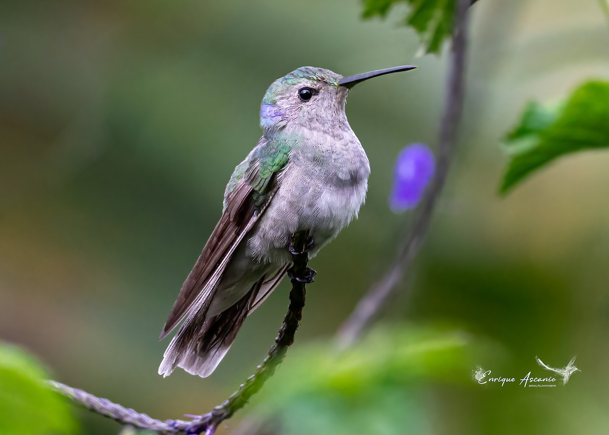 hummingbird sp. - ML620457134