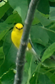 Blue-winged Warbler - ML620457135