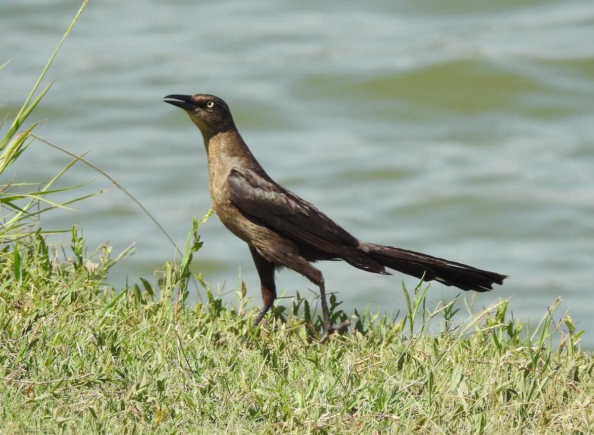 Great-tailed Grackle - ML620457137