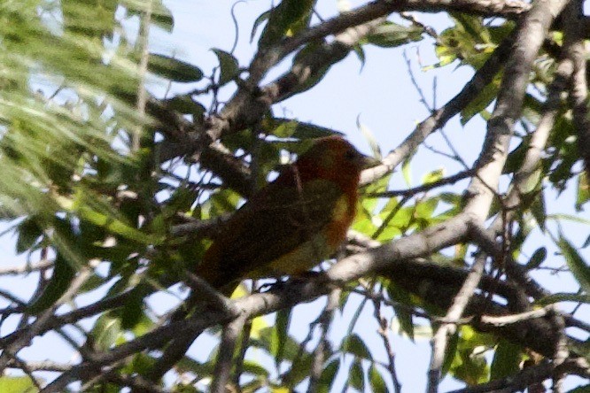 Summer Tanager - ML620457147