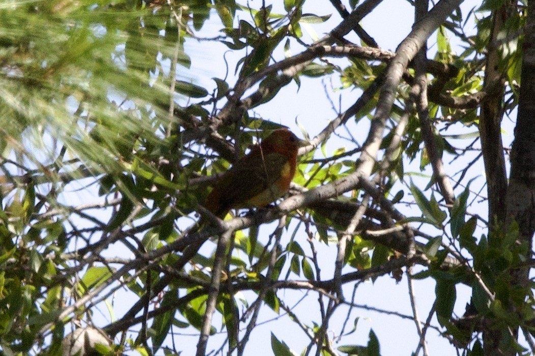 Summer Tanager - ML620457148