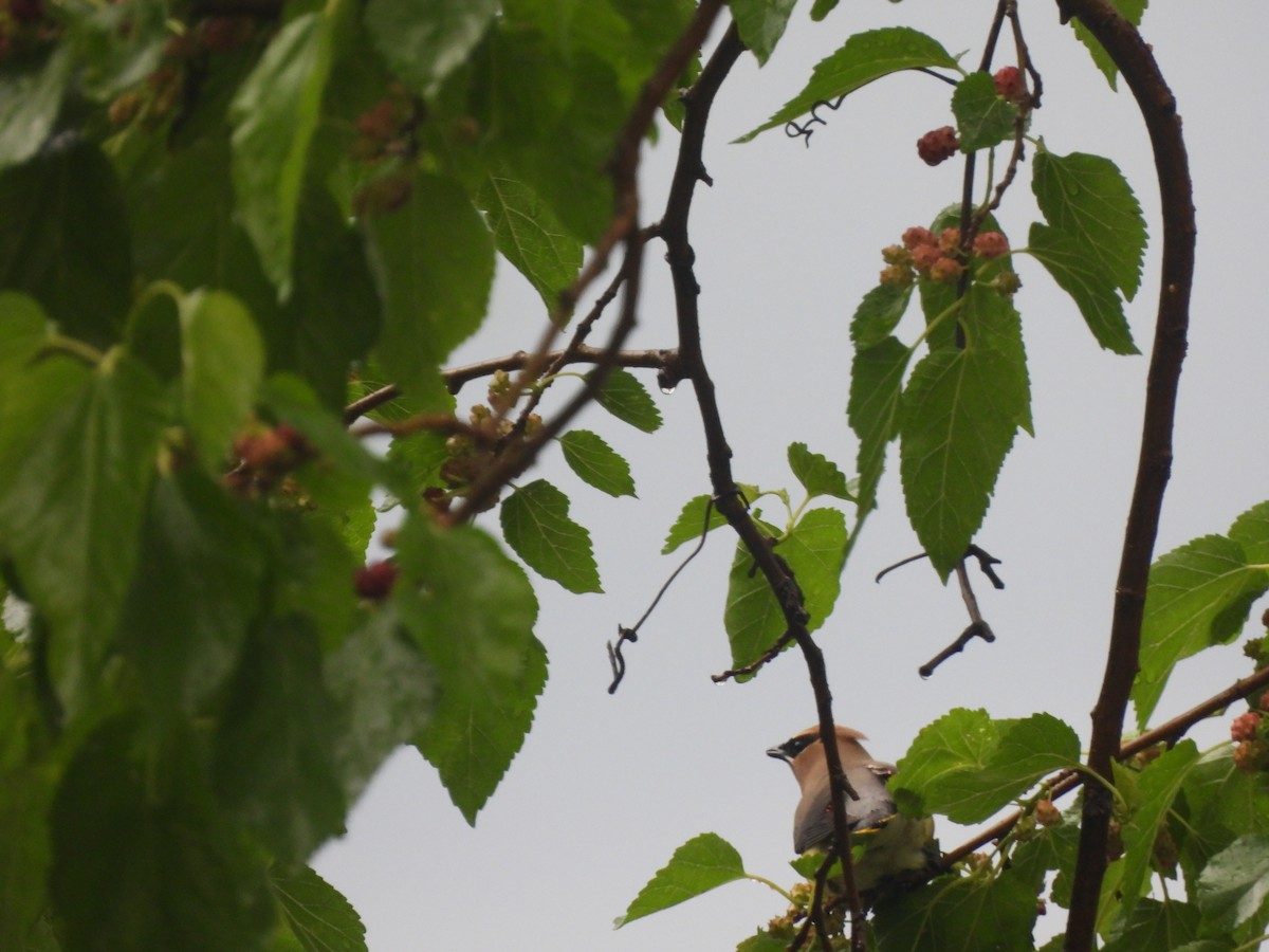 Cedar Waxwing - Levi Hartz