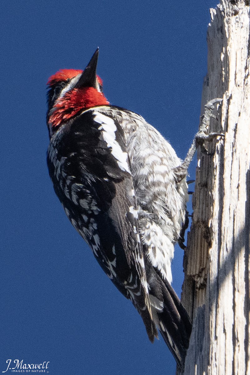 Red-naped Sapsucker - ML620457154