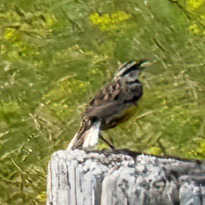 Eastern Meadowlark - ML620457166