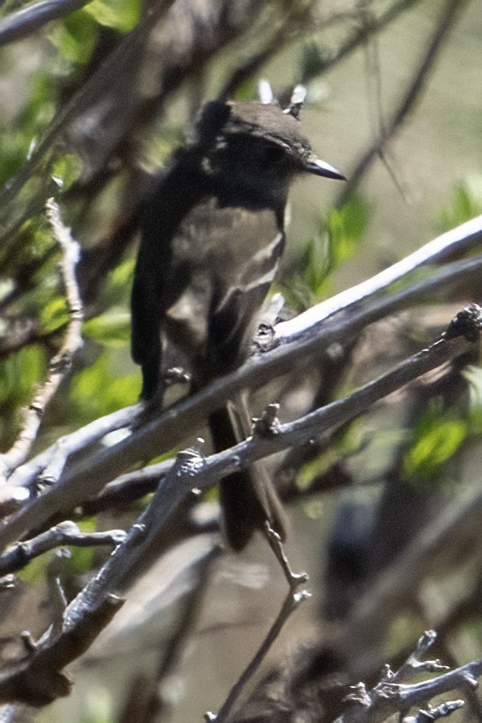 Dusky Flycatcher - ML620457176