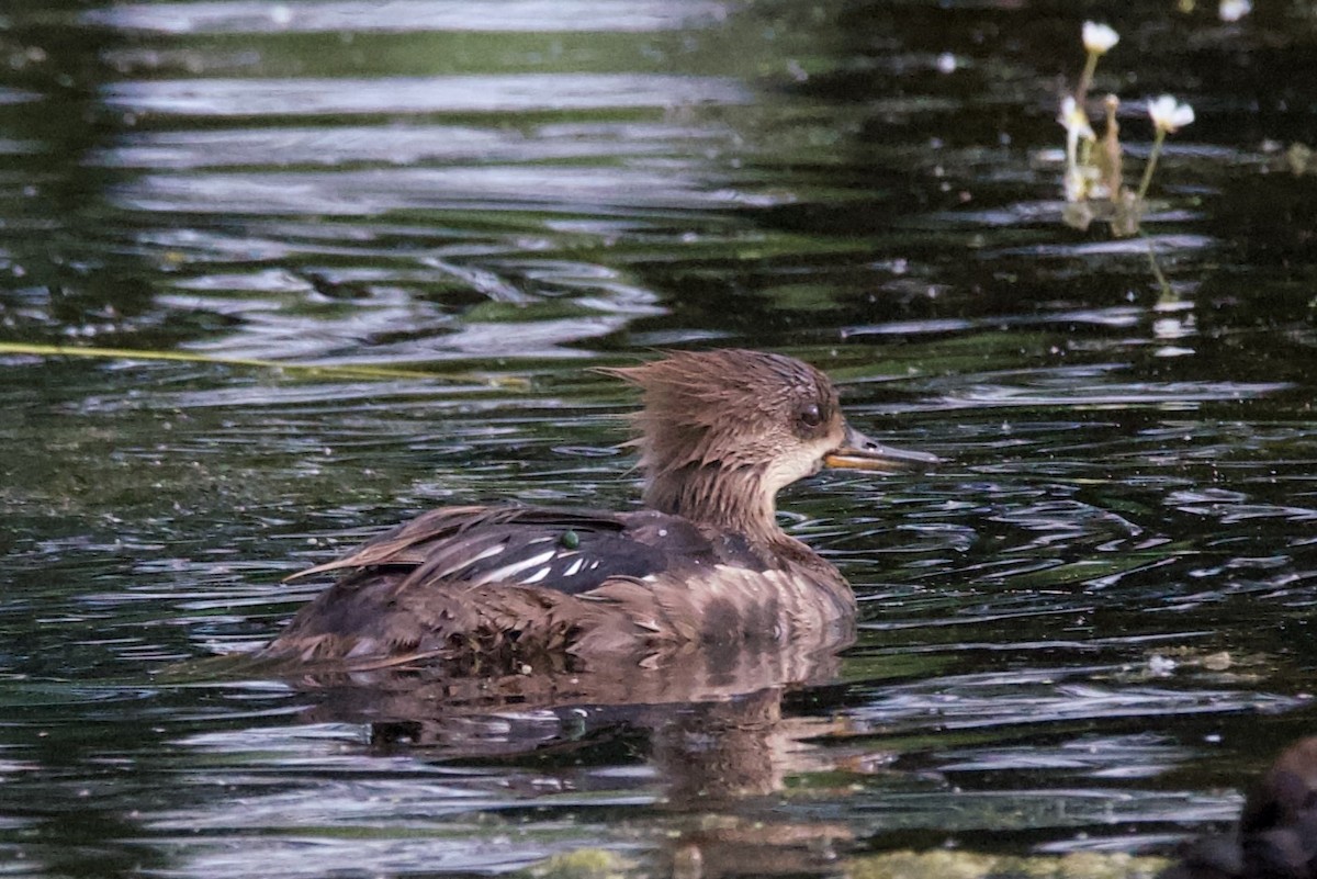 Hooded Merganser - ML620457180