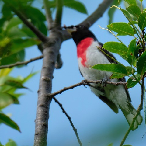 Rose-breasted Grosbeak - ML620457182