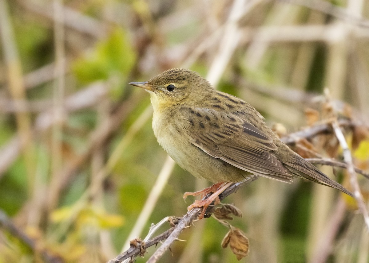 Common Grasshopper Warbler - ML620457189