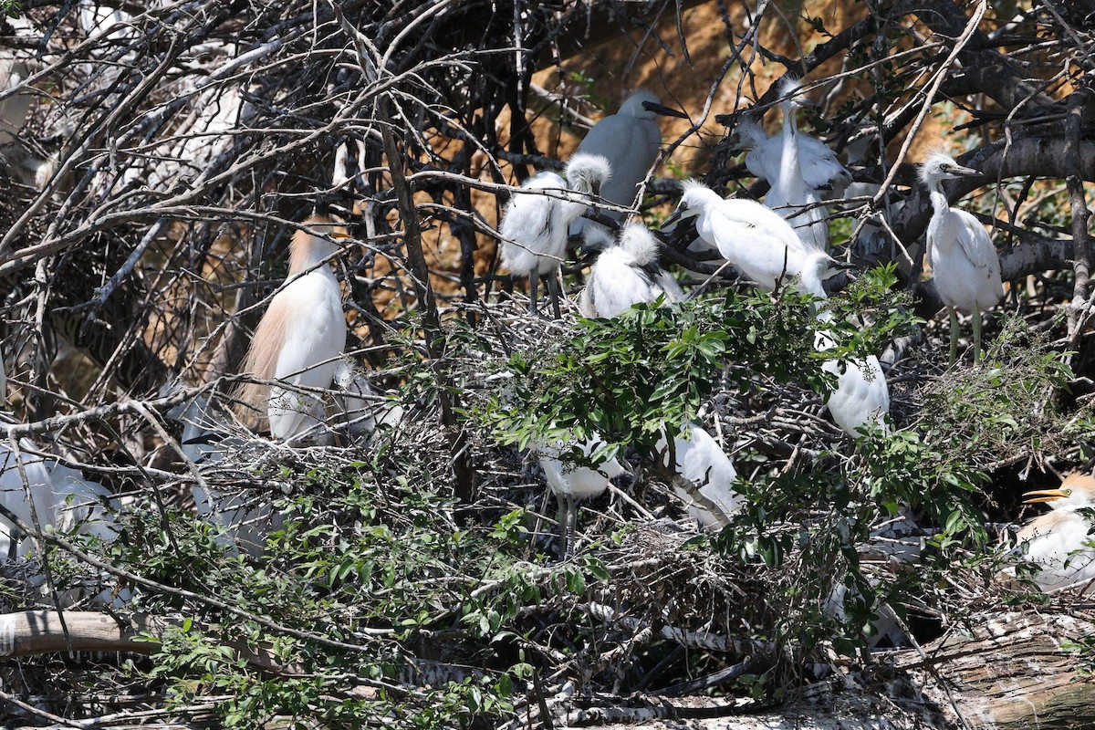 Little Blue Heron - ML620457201