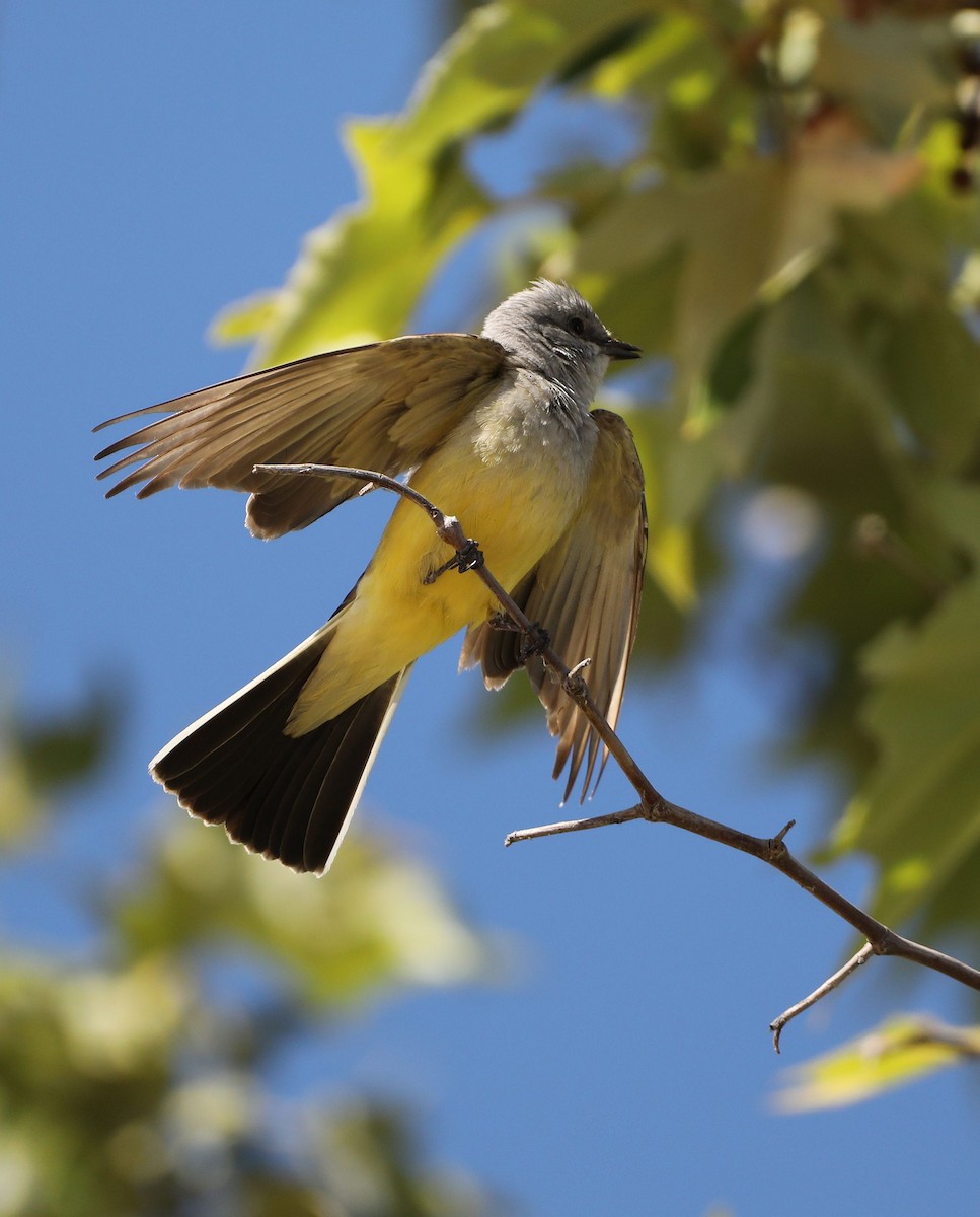 Western Kingbird - ML620457204