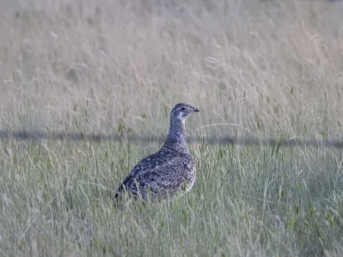 Greater Sage-Grouse - ML620457207