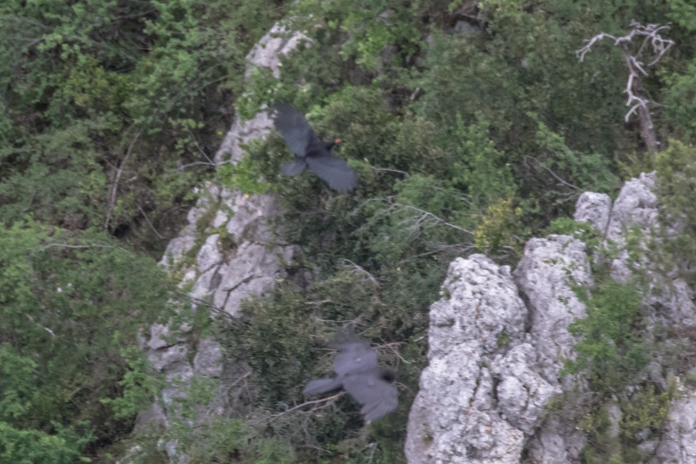 Red-billed Chough - ML620457208